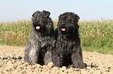 BOUVIER DES FLANDRES 082